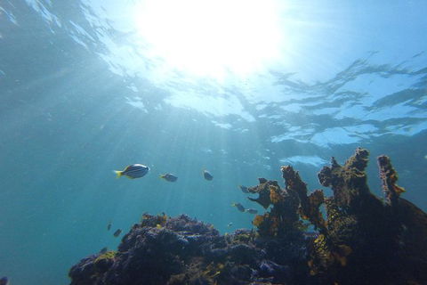 Small-Group Underwater Scooter Experience In Clovelly - Surfers Gold Coast 1