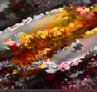 Wolf Rock Dive Site - Surfers Gold Coast