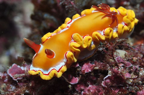 Wolf Rock Dive Site - Surfers Gold Coast 0