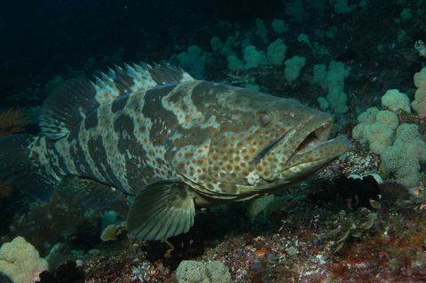 Wolf Rock Dive Site - Surfers Gold Coast 1