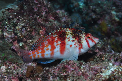 Wolf Rock Dive Site - Surfers Gold Coast 2
