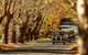 Blue Mountains Vintage Cadillac Tour With Local Guide - thumb 8