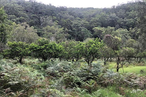 Kayak Camping Adventure To Marramarra Orchard - Surfers Gold Coast 1
