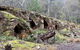 Newnes Ruins Walking Tour - thumb 1