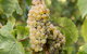 Bathurst Wine Trail Full-Day Private Tour With Tastings - thumb 8