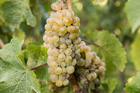 Bathurst Wine Trail Full-Day Private Tour With Tastings - Surfers Gold Coast 8