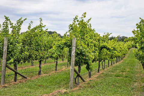 Bathurst Wine Trail Full-Day Private Tour With Tastings - Surfers Gold Coast 10