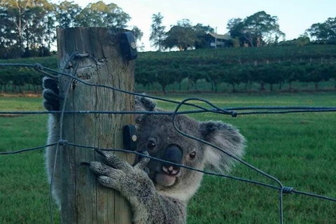 The Secret Vines Experience Port Macquarie - Surfers Gold Coast 1