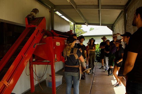 Pecan Farm Tour And Workshop, Byron Bay Hinterland - Surfers Gold Coast 4