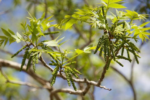 Pecan Farm Tour And Workshop, Byron Bay Hinterland - Surfers Gold Coast 2