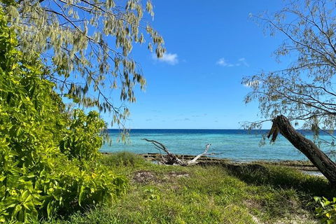 Lady Musgrave Day Trip From Bundaberg Including Snorkeling, Glass Bottom Tour And Guided Island Walk - Surfers Gold Coast 6
