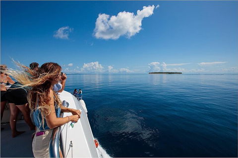 Lady Musgrave Day Trip From Bundaberg Including Snorkeling, Glass Bottom Tour And Guided Island Walk - Surfers Gold Coast 4