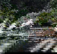 Everglades Eco Safari to Australia's Everglades - Surfers Gold Coast