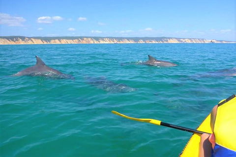 Kayak With Dolphins And 4WD Great Beach Drive Day Trip From Noosa - Surfers Gold Coast 11