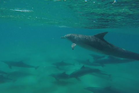 Kayak With Dolphins And 4WD Great Beach Drive Day Trip From Noosa - Surfers Gold Coast 10