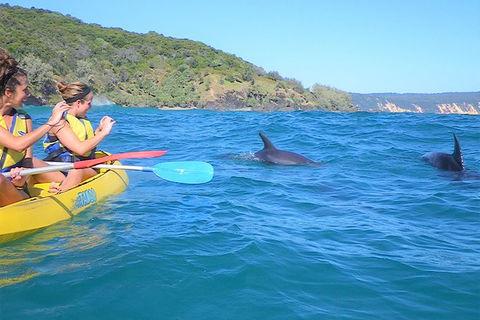 Kayak With Dolphins And 4WD Great Beach Drive Day Trip From Noosa - Surfers Gold Coast 5