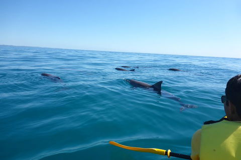 Kayak With Dolphins And 4WD Great Beach Drive Day Trip From Noosa - Surfers Gold Coast 14