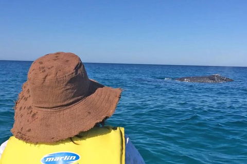 Kayak With Dolphins And 4WD Great Beach Drive Day Trip From Noosa - Surfers Gold Coast 2