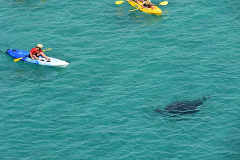 Kayak With Dolphins And 4WD Great Beach Drive Day Trip From Noosa - Surfers Gold Coast 18