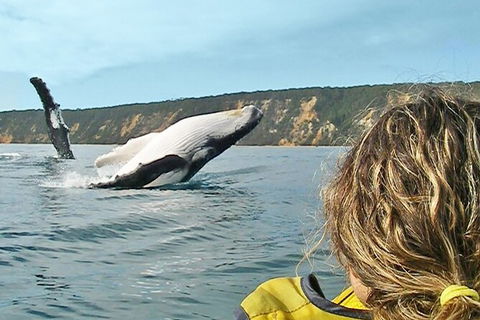 Kayak With Dolphins And 4WD Great Beach Drive Day Trip From Noosa - Surfers Gold Coast 1