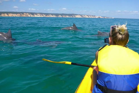 Kayak With Dolphins And 4WD Great Beach Drive Day Trip From Noosa - Surfers Gold Coast 0