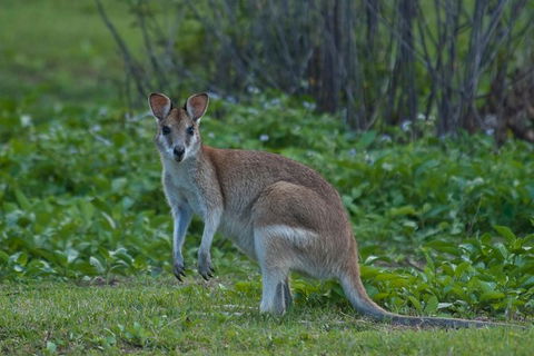 Cairns 4WD Waterfall And Rainforest Tour Including Kuranda Scenic Railway - Surfers Gold Coast 7