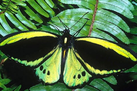 Cairns 4WD Waterfall And Rainforest Tour Including Kuranda Scenic Railway - Surfers Gold Coast 1