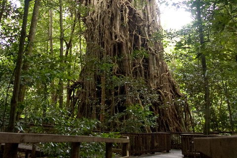 Cairns 4WD Waterfall And Rainforest Tour Including Kuranda Scenic Railway - Surfers Gold Coast 5