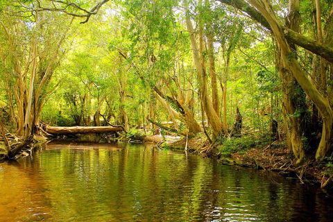 Cairns 4WD Waterfall And Rainforest Tour Including Kuranda Scenic Railway - Surfers Gold Coast 9