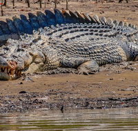 Solar Whisper Daintree River Crocodile and Wildlife Cruise - Surfers Gold Coast