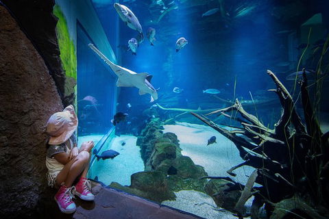 Cairns Aquarium Family Tickets - Surfers Gold Coast 6