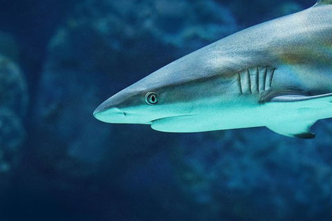 Cairns Aquarium Family Tickets - Surfers Gold Coast 8