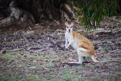 Tropical Beach Adventure - Private 4X4 Day Tour With Pickup - Surfers Gold Coast 4
