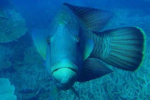 Great Barrier Reef Luxury Expedition Cruise Cabin Booking 7 Days 6 Night - Surfers Gold Coast 3