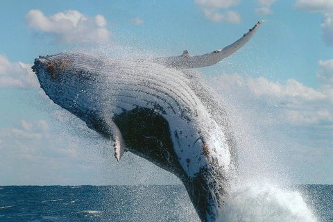 Great Barrier Reef Luxury Expedition Cruise Cabin Booking 7 Days 6 Night - Surfers Gold Coast 7