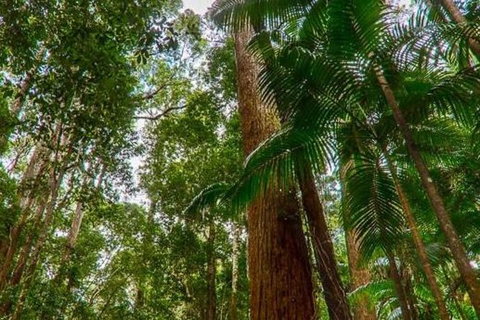 3-Day Fraser Island Hiking And 4WD Adventure From Hervey Bay - Surfers Gold Coast 1