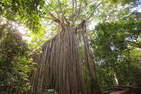 Cairns Adventure Package- 4 Tours In 3 Days! - Surfers Gold Coast 2