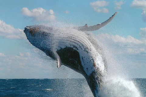 Great Barrier Reef Private Expedition Cruise (min 4 Day Max 8 Guests) - Surfers Gold Coast 4