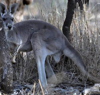8-Day Authentic Outback Adventure Tour of Cunnamulla Including Round-Trip Air Transfer from Brisbane - Surfers Gold Coast