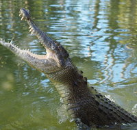 The adventure begins at Hartley's the best crocodile show in Australia - Surfers Gold Coast