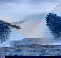 Whale Watching - Surfers Gold Coast