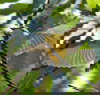 Birdwatching and Wildlife Noosa Biosphere Full-Day Experience - Surfers Gold Coast