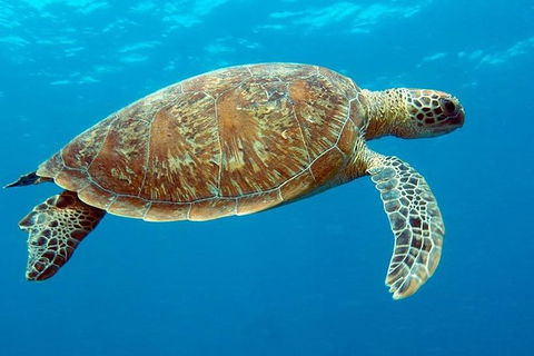 Cairns & Port Douglas All-Inclusive 7 Days Touring Package - Surfers Gold Coast 1