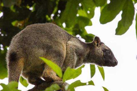 Cairns & Port Douglas All-Inclusive 7 Days Touring Package - Surfers Gold Coast 8