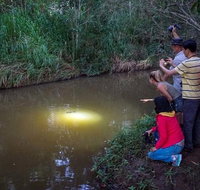 Rainforest  Nocturnal Wildlife Tour - Surfers Gold Coast