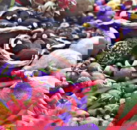 Wang'ari Dreaming Bush Tucker Tour - Surfers Gold Coast