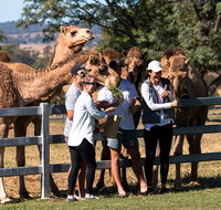 Camel Farm Discovery - Surfers Gold Coast