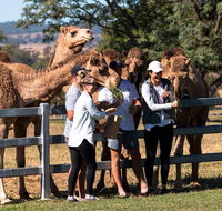 Camel Farm Tour and Taste near Brisbane - Surfers Gold Coast