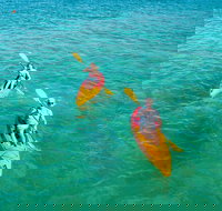 1 Hour Single or Double Kayak Rental to the Nth Bribie Island - Surfers Gold Coast