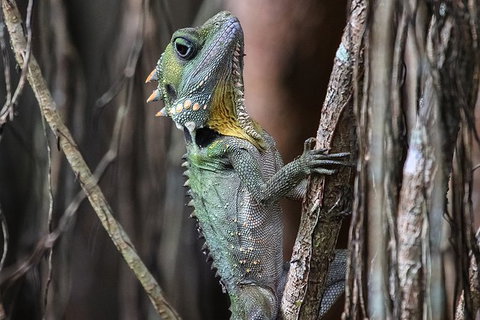 Mossman Gorge Adventure Day - Surfers Gold Coast 3